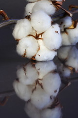 Baumwolle / cotton