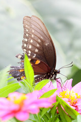 Butterfly on Zinnia flower