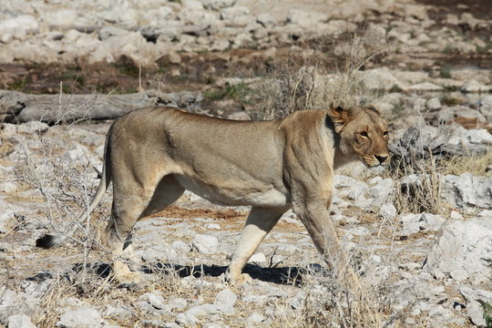 LöwentatzeBilder StockFotos & Videos. Adobe Stock