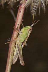 Small grasshopper.