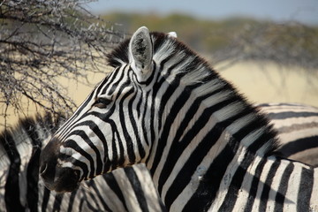Fototapeta na wymiar Zebra im Etosha Nationalpark