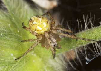 Four-spot orb-weaver (Araneus quadratus)