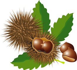 chestnuts with leaves and spiny husks on white background - 25532534
