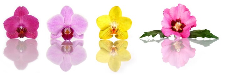 Fototapeta na wymiar Orchidee i hibiskusa (Set)