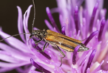 Oedemera femorata feeding on thistle.