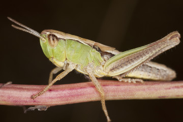 Small grasshopper.