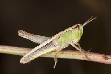 Small grasshopper.