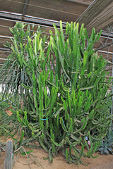 Obraz premium cactus plants