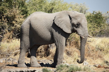 Elefant Etosha Nationalpark