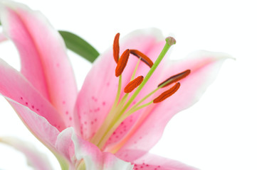Lily