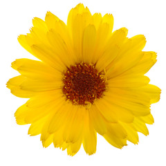 Shot of calendula