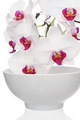 Orchid in bowl