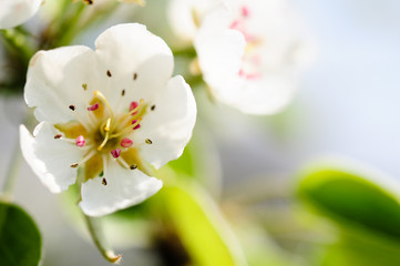Obraz premium obstblüte