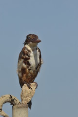 The White throated kingfisher - Halcyon smyrnensis