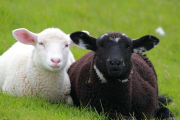 black and white lamb