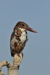The White throated kingfisher - Halcyon smyrnensis