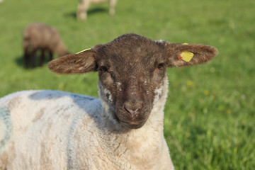 brown lamb