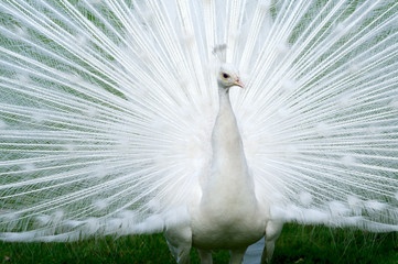 Fototapeta premium peacocks