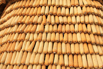 corn