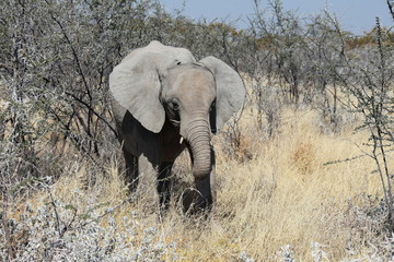 Fototapeta premium Elefant