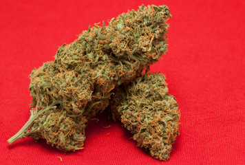marijuana