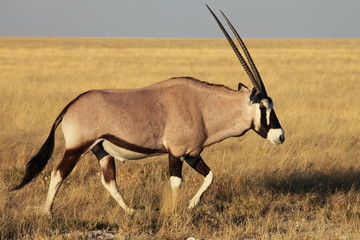Oryx Antilope - 25534590