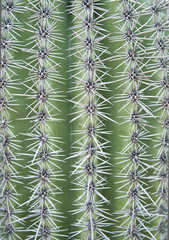 Texture of Cactus