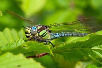 dragonflies