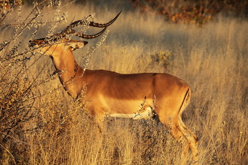 Fressendes Impala Antilope