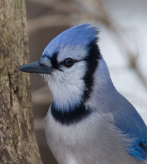 Blue Jay