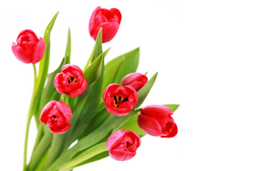 red tulips