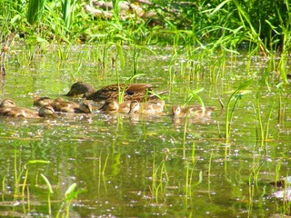 family