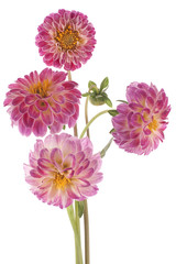 dahlia