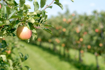 Herbstäpfel