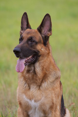 Fototapeta premium German Shepherd