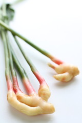 Fototapeta na wymiar Japanese baby ginger