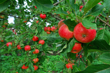 Obraz premium Red organic apples