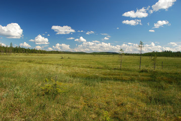 lonely trees in large  marsh of Northern Ostrobothnia