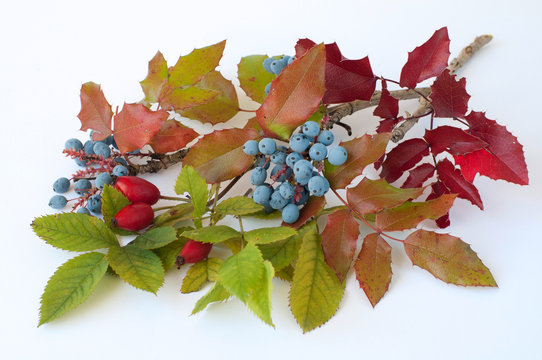 Obst Blumen Bl&auml;tter-Stilleben 3582