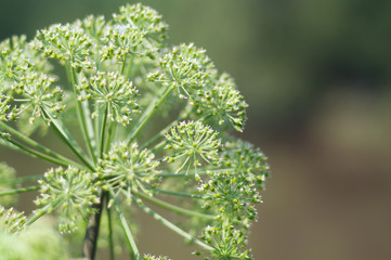 Angelica plan. Close-up