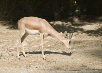 Dorca's gazelle/Arabian gazelle