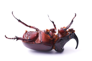 Rhinoceros beetle
