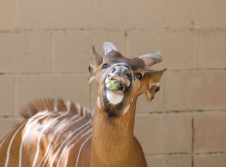 Eland eating