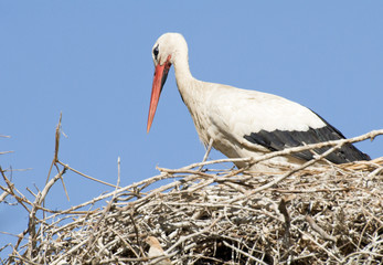 White Stork