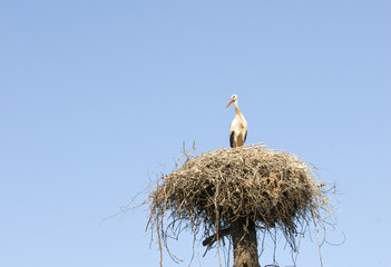 Fototapeta premium White Stork