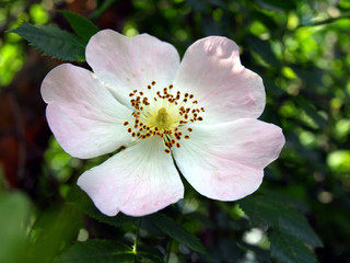 Flower wild rose
