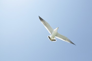 Fototapeta premium Sky reaching seagull