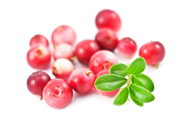 cowberry
