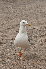 Obraz premium seagull