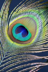 Pfauenfeder - Pfauenauge